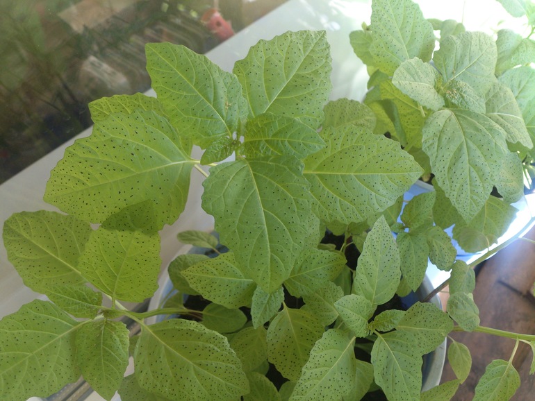 Что за цветок?