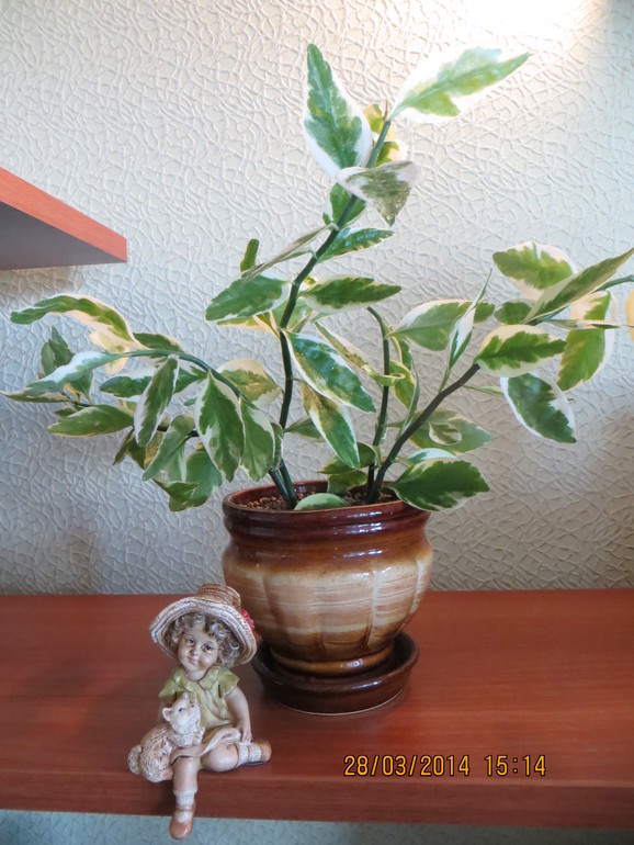 мой маленький педилантус...