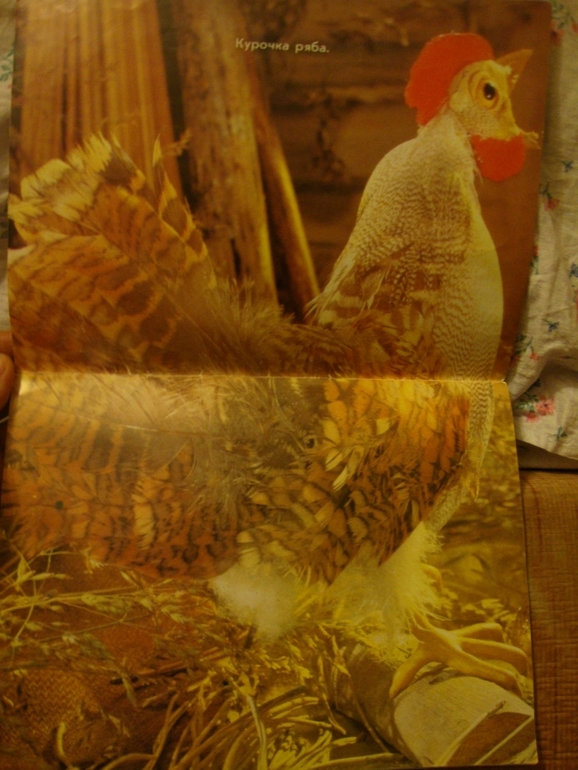 Колобок - Курочка ряба