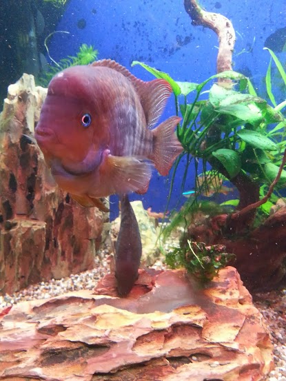 отдаю мальков цихлазома седжика и цихлазома фламинго. юго-западная