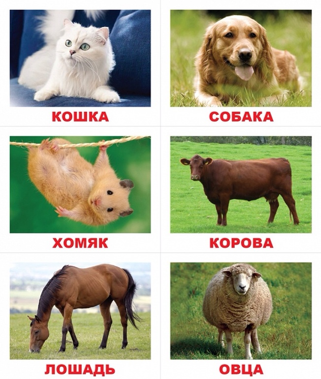 И вот в наших занятиях появилось лото...