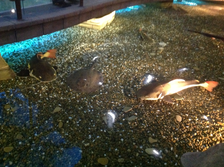 Океанариум в ТЦ Рио на Дмитровке