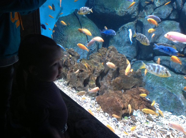 Океанариум в ТЦ Рио на Дмитровке