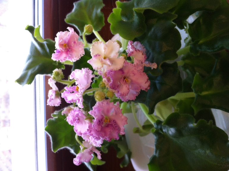 Пристраиваю фиалки.