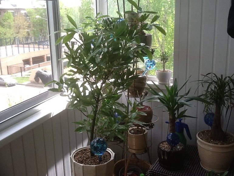 Лаврентий:)