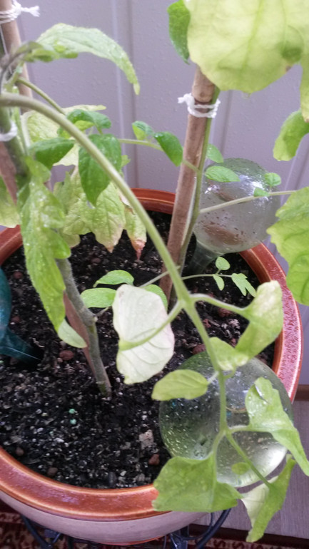 Опять я со своими помидорами))))