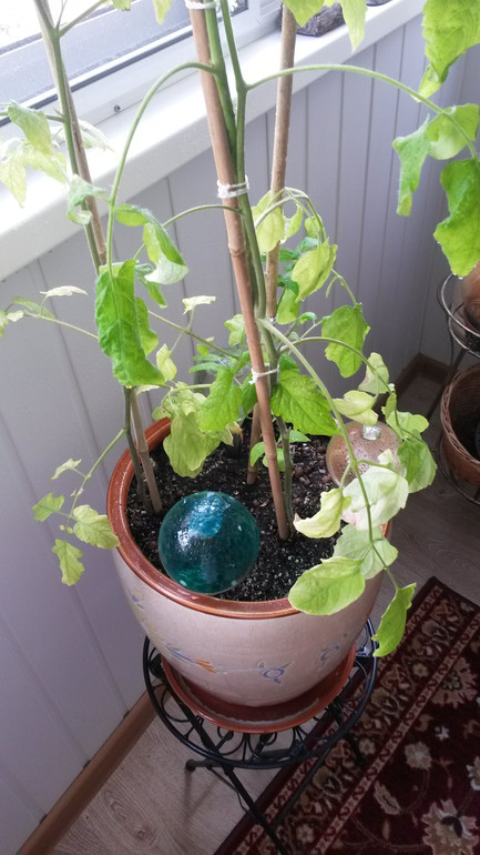 Опять я со своими помидорами))))