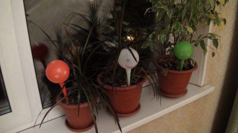 автополив растений