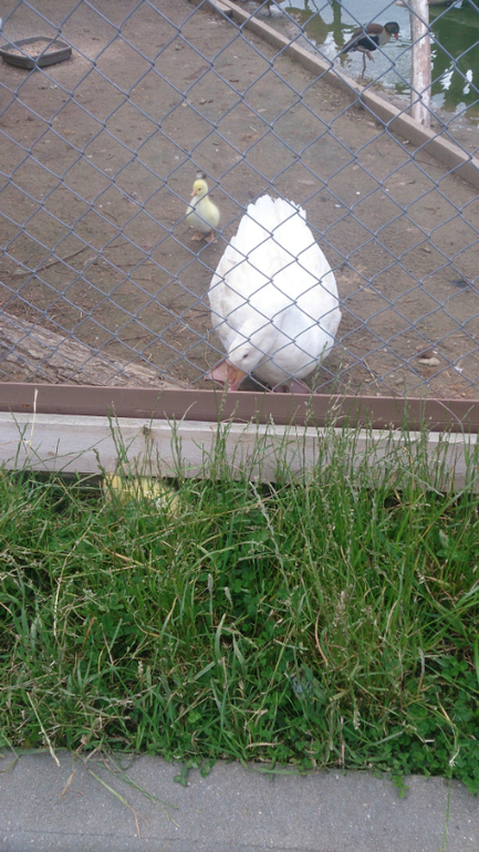 Поездка в Экзотик-парк