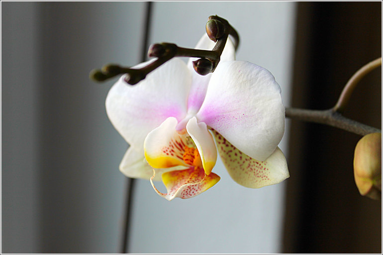 Азалия и кое-что ещё...