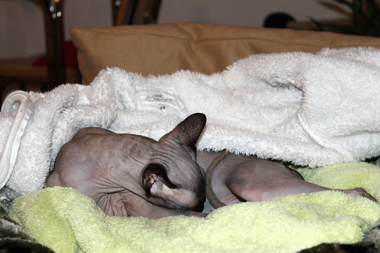 Кастрация кошки.