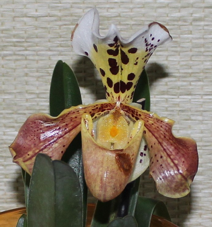 Пафиопедилум американский)