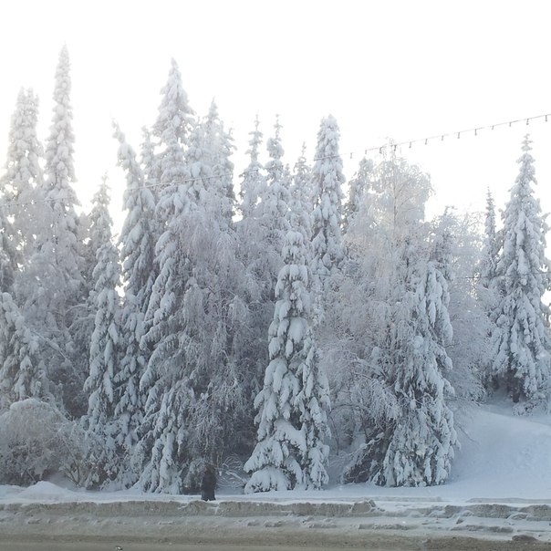 немного зимнего солнечного дня