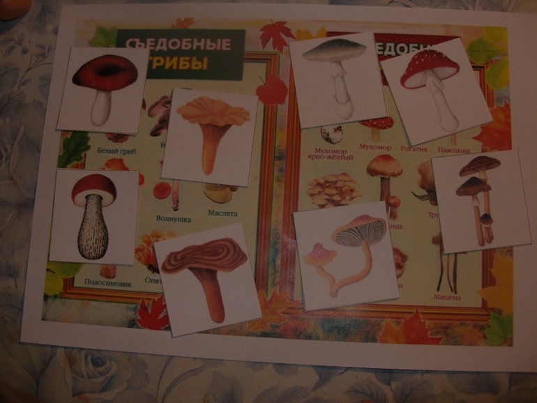 ТЗ " Живые грибы".