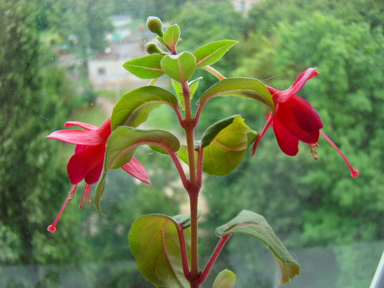 Ура! Моя фукция зацвела!