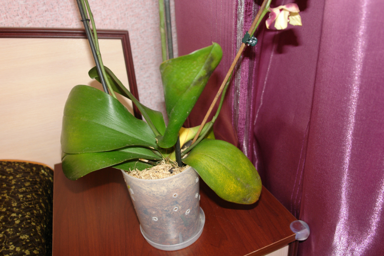 Чем болеет орхидея?