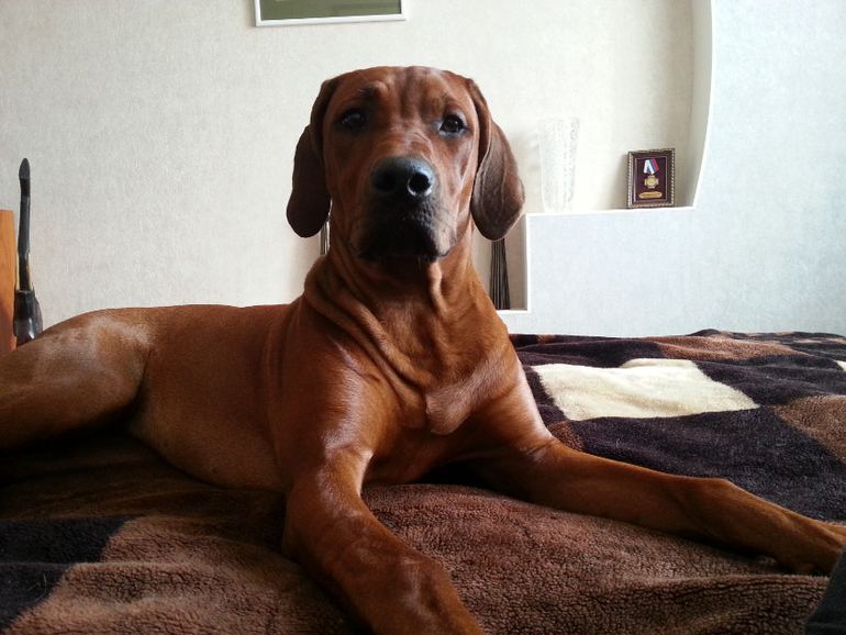 Шанькины успехи