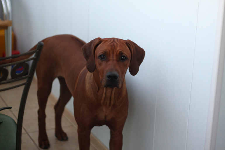 Шанькины успехи