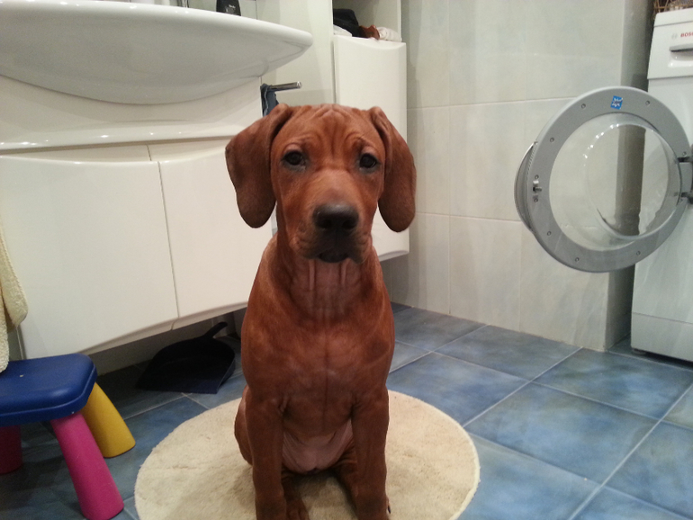 4 месяца Шане