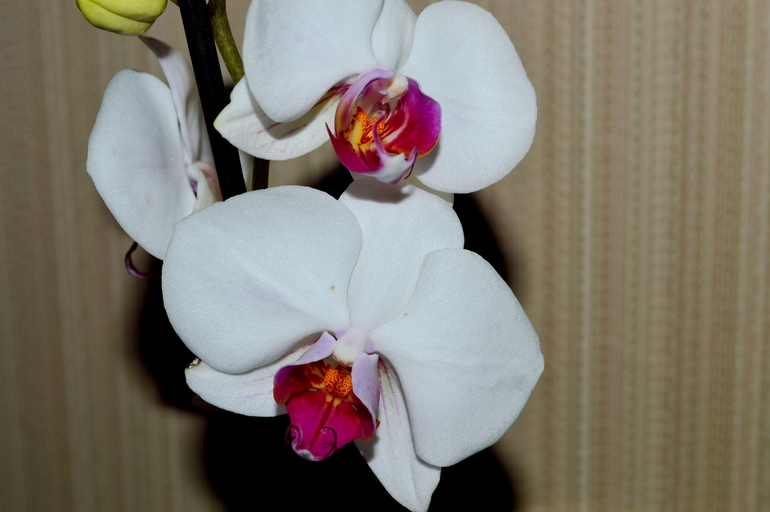 орхидея фаленопсис