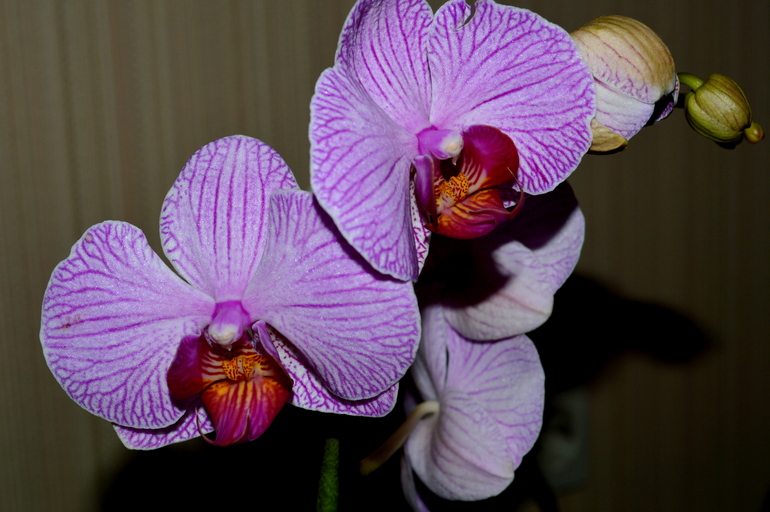 орхидея фаленопсис