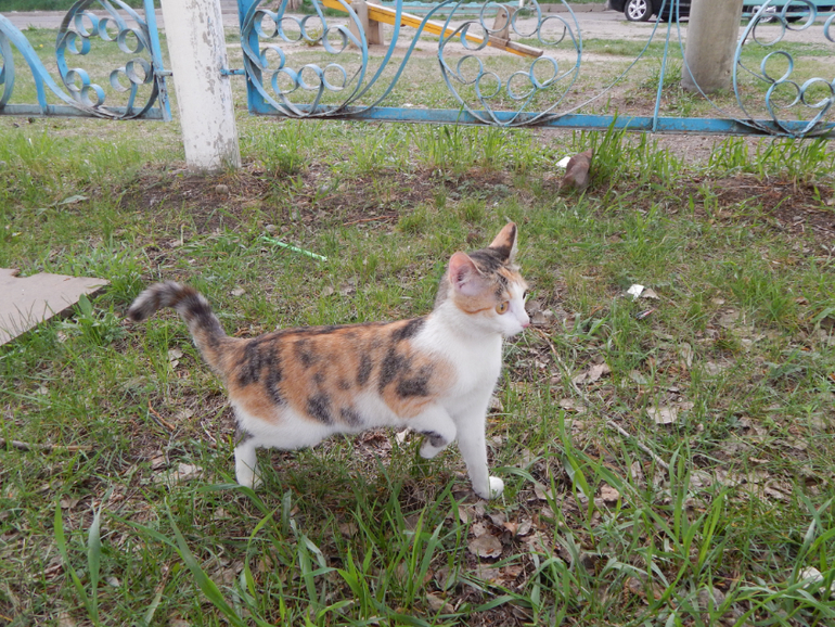 Прогулочный вечер