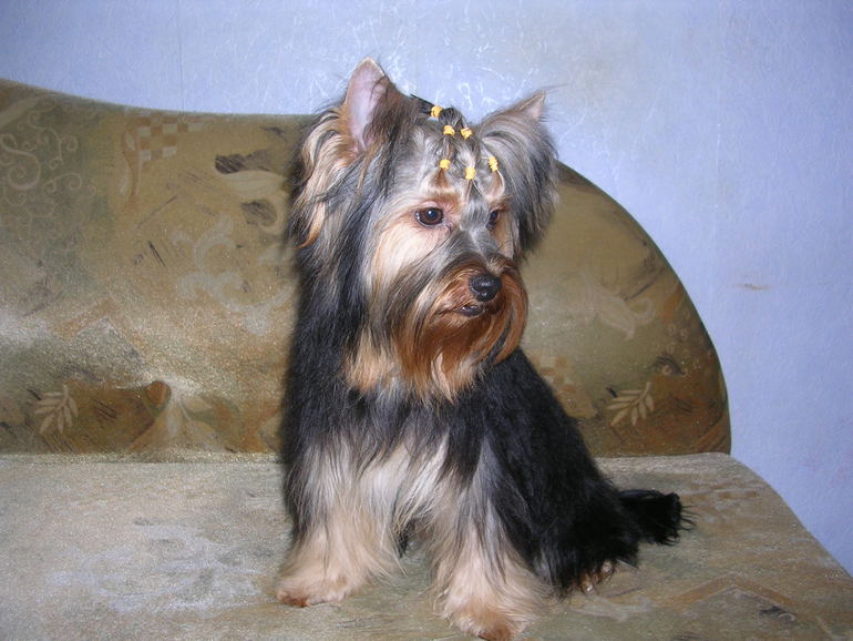 Моя любимая собачка))))