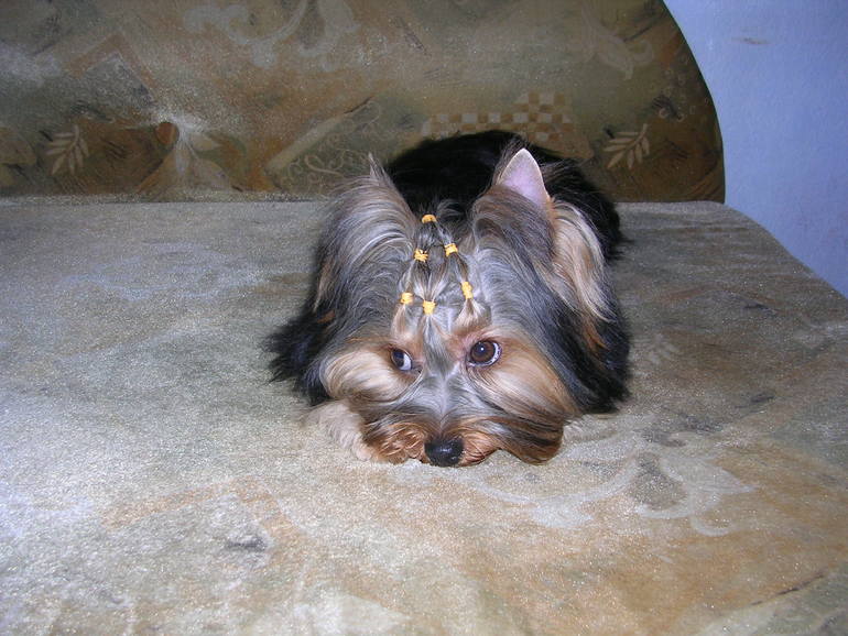 Моя любимая собачка))))