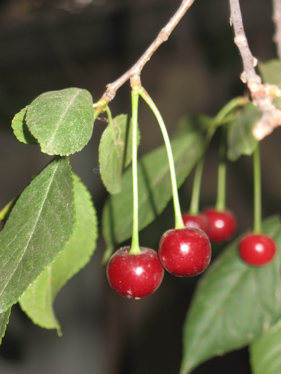 Контрольное задание № 22. Превращаем фотографию в акварельный рисунок