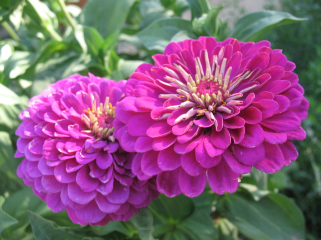 Контрольное задание № 28. Меняем цвет объекта на фотографии с помощью кривых