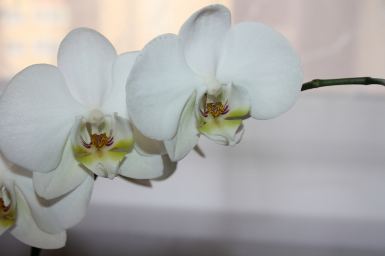 помогите спасти орхидею