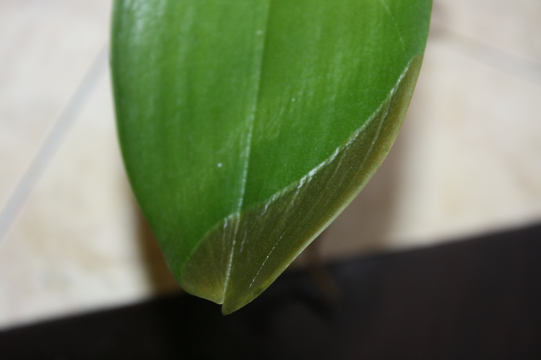 помогите спасти орхидею