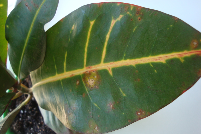 Что с листьями кротона?