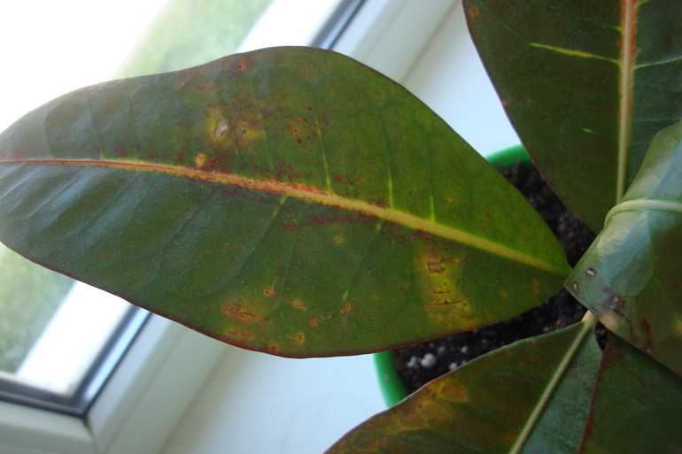 Что с листьями кротона?