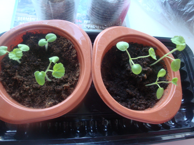 Пеларгония из семян.