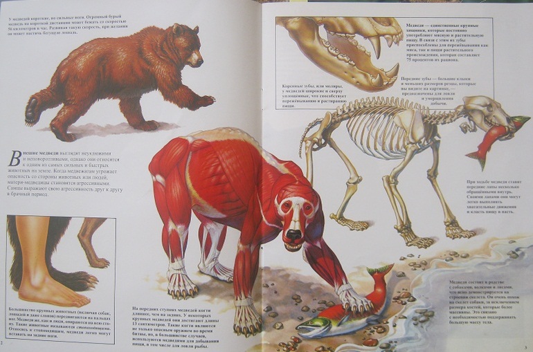 Книги в полтора года