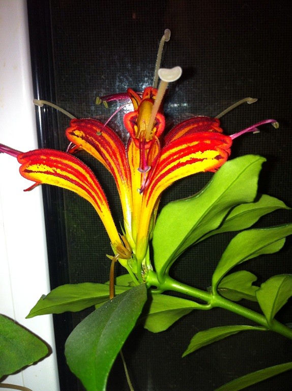 Что за чудо?)