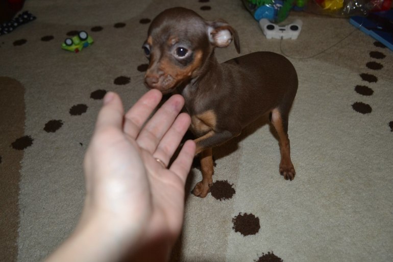 Мои тойчики :)