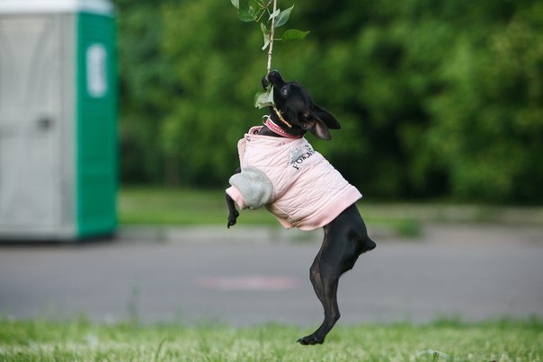 Мои тойчики :)