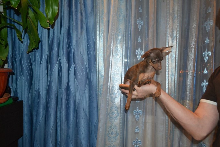 Мои тойчики :)