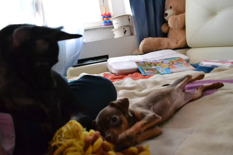 Мои тойчики :)