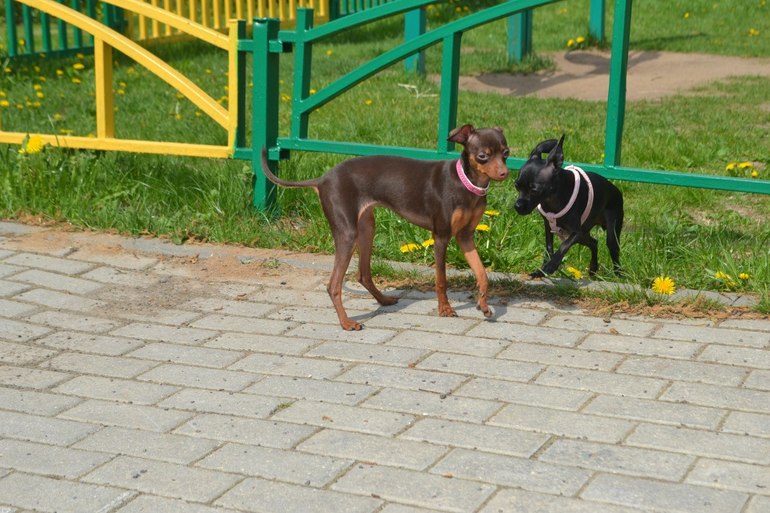Мои тойчики :)