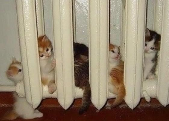 А до лета осталось 18 понедельников!!!!