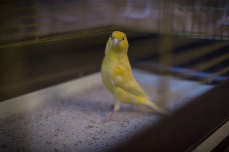 Теперь у меня есть кенар)