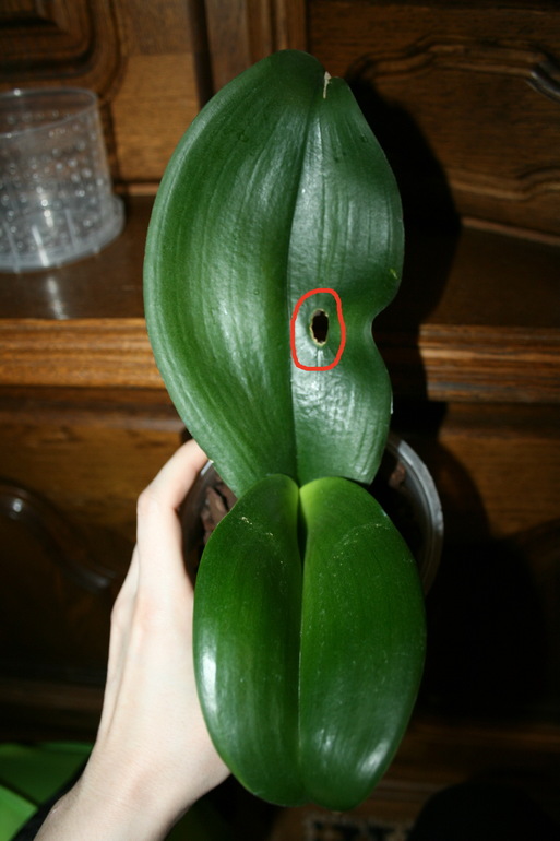 SOS! Помогите спасти орхидейку!