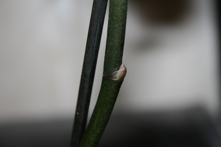 Пополнение в семе. Новая орхидейка. SOS.