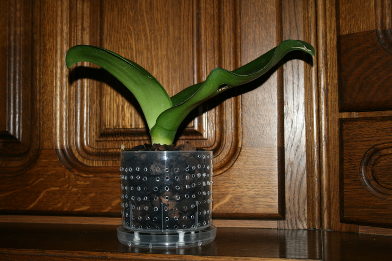 SOS! Помогите спасти орхидейку!