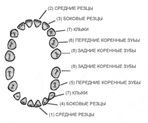 Развитие зубов у детей