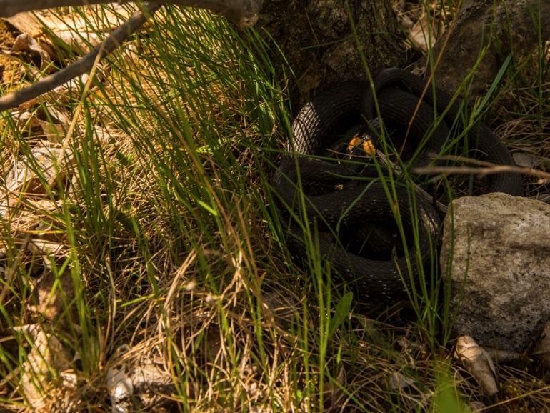 Никола Вешний.