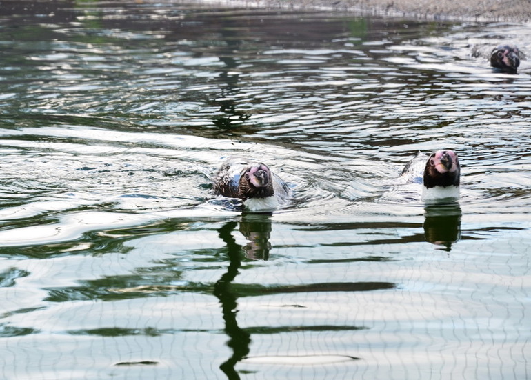 ВОРОБЬИный день :)